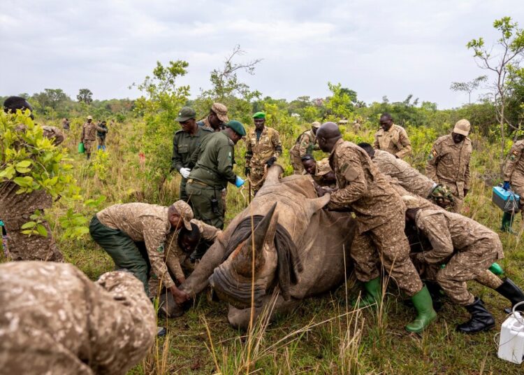 Rhinos return to protected space in Uganda, marking a milestone in opposition to poaching Rhinos return to protected space in Uganda, marking a milestone in opposition to poaching