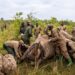 Rhinos return to protected space in Uganda, marking a milestone in opposition to poaching