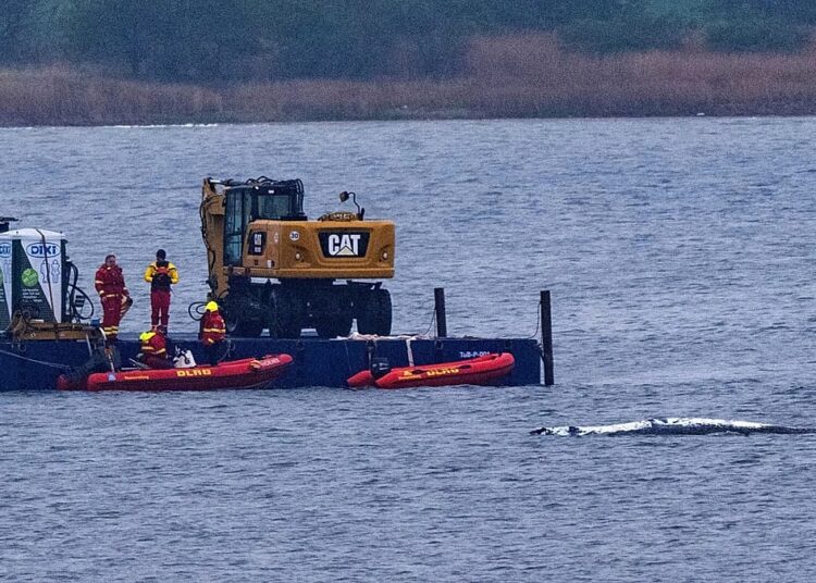 Timmy, the whale stranded off Germany’s coast, swims off and will get caught…once more
