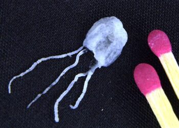 He Met Ocean’s Most Venomous Creature—and Lived