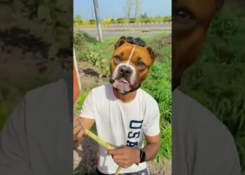 Doge ne Monish ko bacha liya #comedy#humorous #shortsfeed #canine #viralvideo