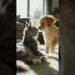 cat and canine combating video #cat #virelshorts #catanddogsfight#cat #doge