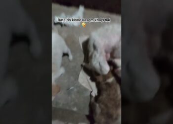 Bata  do kisne khayi hai meri kasam … #humorous #comedy #mastimoment #doge #newshorts #dogfunnyvideos
