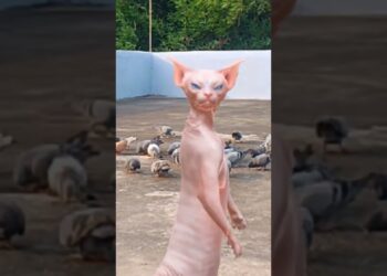 fashionable doge dance #humorous duihajarpanchsoathabon