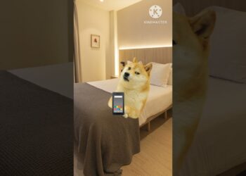 la rosa de Guadalupe con doge #humor #memes #cheems