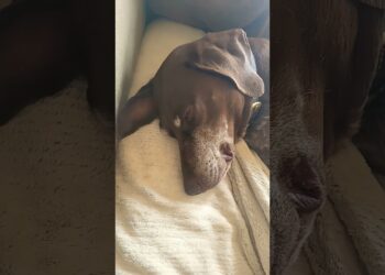 Good day lady (Cute doge model) #cute #Ilovedogs #Dogeworld