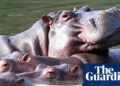 Colombia to cull as much as 80 hippos descended from Pablo Escobar zoo | Colombia Colombia to cull as much as 80 hippos descended from Pablo Escobar zoo | Colombia