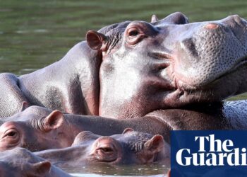 Colombia to cull as much as 80 hippos descended from Pablo Escobar zoo | Colombia Colombia to cull as much as 80 hippos descended from Pablo Escobar zoo | Colombia