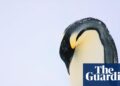 Mass drowning of chicks places emperor penguins vulnerable to extinction | Local weather disaster