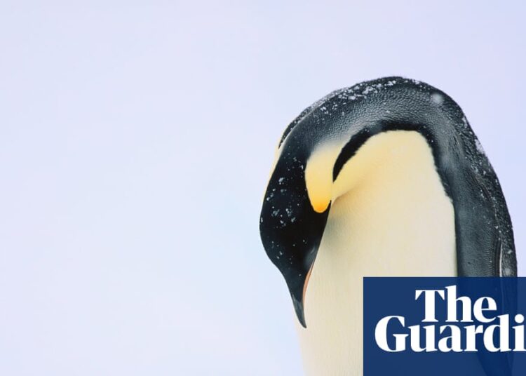 Mass drowning of chicks places emperor penguins vulnerable to extinction | Local weather disaster