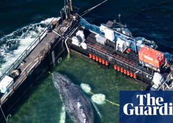 Timmy the whale rescue try begins off coast of Germany – in photos – The Guardian