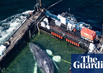 Makes an attempt to rescue Timmy the stranded whale ‘inadvisable’, consultants say | Germany