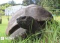 World's oldest identified tortoise, Jonathan, nonetheless alive regardless of experiences of dying – BBC