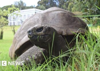 World's oldest identified tortoise, Jonathan, nonetheless alive regardless of experiences of dying – BBC