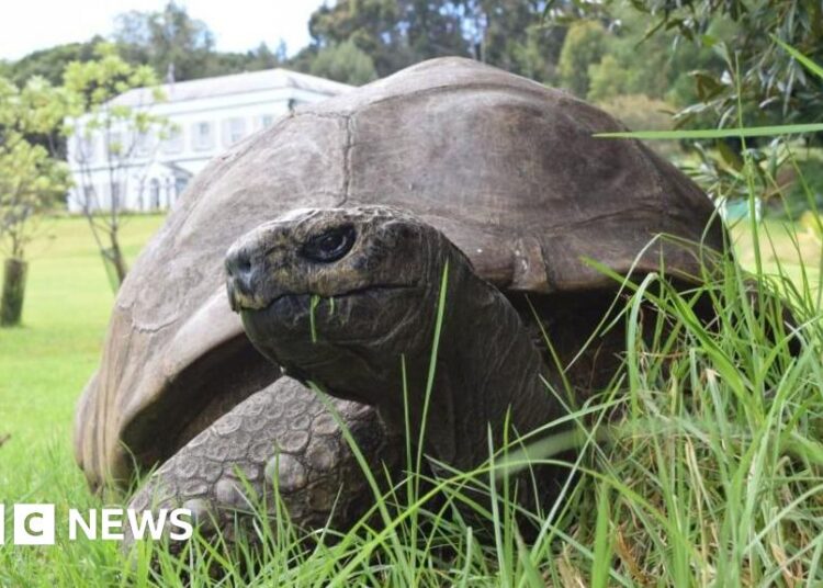 World's oldest identified tortoise, Jonathan, nonetheless alive regardless of experiences of dying – BBC