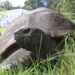 World's oldest identified tortoise, Jonathan, nonetheless alive regardless of experiences of dying – BBC