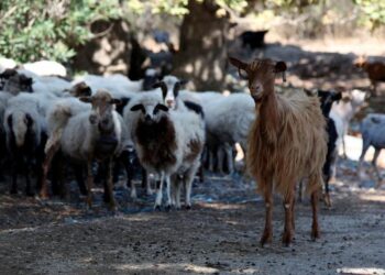 Greek ministers resign over EU farming subsidy scandal