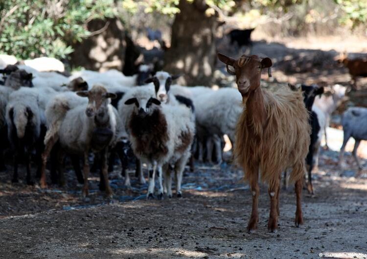 Greek ministers resign over EU farming subsidy scandal Greek ministers resign over EU farming subsidy scandal