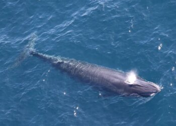 Trump officers use ‘God Squad’ to yank endangered species protections for Rice’s whales