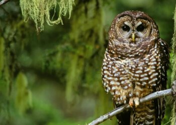 The Trump administration’s logging push and its impression, defined The Trump administration’s logging push and its impression, defined