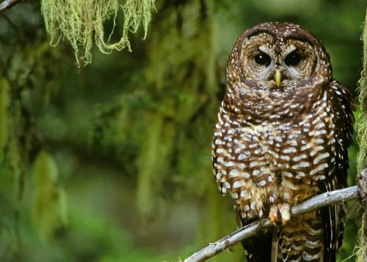 The Trump administration’s logging push and its impression, defined