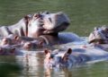 Colombia to euthanize dozens of “cocaine hippos” linked to drug lord Pablo Escobar in bid to manage inhabitants