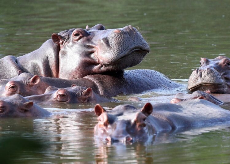 Billionaire’s son presents dwelling for Colombia’s “cocaine hippos” somewhat than have them killed