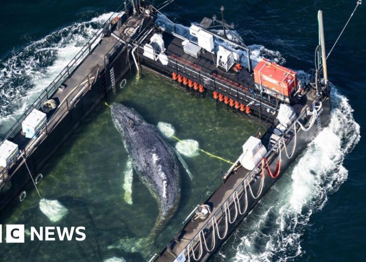 Whale carried by barge out of German waters after weeks stranded on coast – BBC