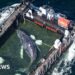 Whale carried by barge out of German waters after weeks stranded on coast – BBC