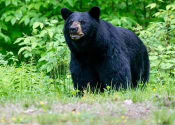 Nice Smoky Mountains Nationwide Park closes trails amid bear exercise spike