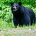 Nice Smoky Mountains Nationwide Park closes trails amid bear exercise spike