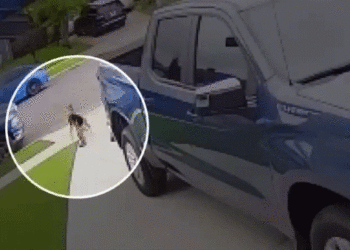 Coyote that attacked 4-year-old boy in Southern California euthanized