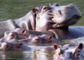 Colombia approves plan to cull hippos linked to Pablo Escobar