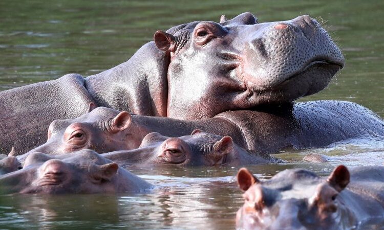Colombia approves plan to cull hippos linked to Pablo Escobar Colombia approves plan to cull hippos linked to Pablo Escobar