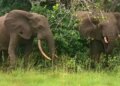 California winery tycoon killed by elephants whereas looking in Gabon