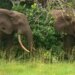 California winery tycoon killed by elephants whereas looking in Gabon