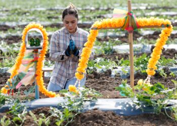 World faces meals ‘disaster’ if Strait of Hormuz disruption persists: FAO | Meals Information World faces meals ‘disaster’ if Strait of Hormuz disruption persists: FAO | Meals Information