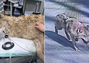 Wolf Neukgu discovered secure and returned to South Korean zoo after 9 days