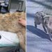 Wolf Neukgu discovered secure and returned to South Korean zoo after 9 days