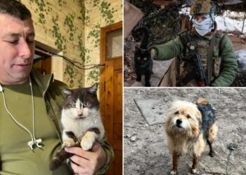 Cat and canine miracle drone rescue in war-torn Ukraine