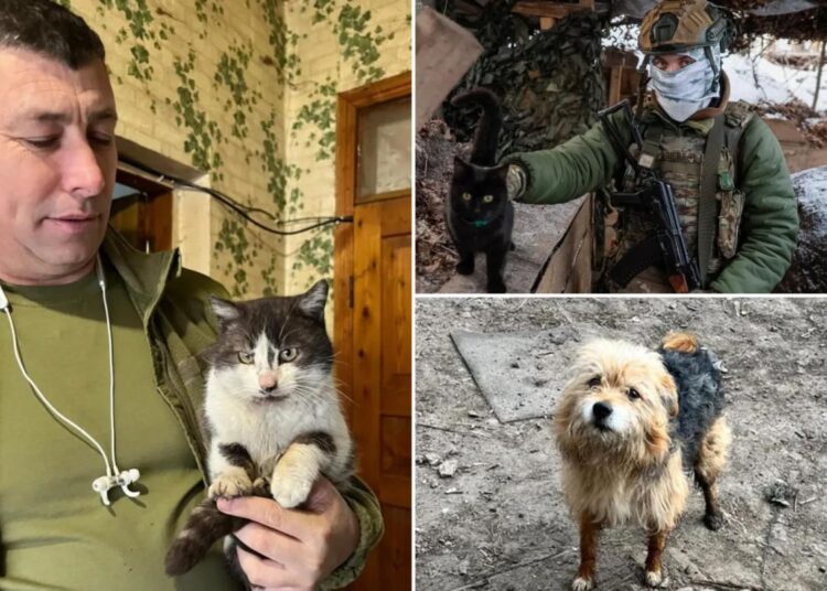 Cat and canine miracle drone rescue in war-torn Ukraine