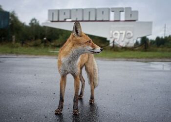 Surviving in a poisoned land: Chernobyl’s wildlife is totally different, however not within the methods you would possibly assume
