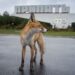 Surviving in a poisoned land: Chernobyl’s wildlife is totally different, however not within the methods you would possibly assume