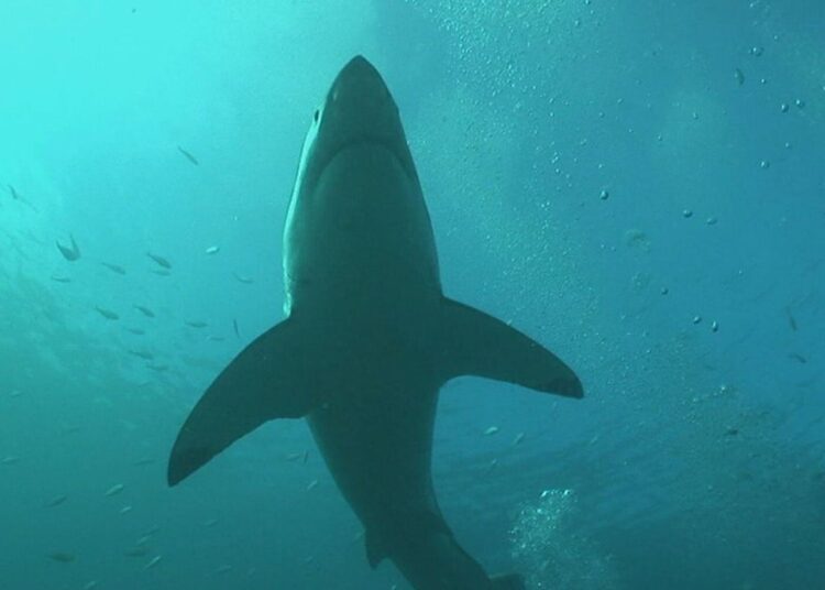 South Africa’s nice white sharks mysteriously vanished. Scientists cannot agree who, or what, is the perpetrator.