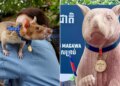 Magawa, a well-known landmine-sniffing rat honored with statue in Cambodia