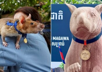 Magawa, a well-known landmine-sniffing rat honored with statue in Cambodia