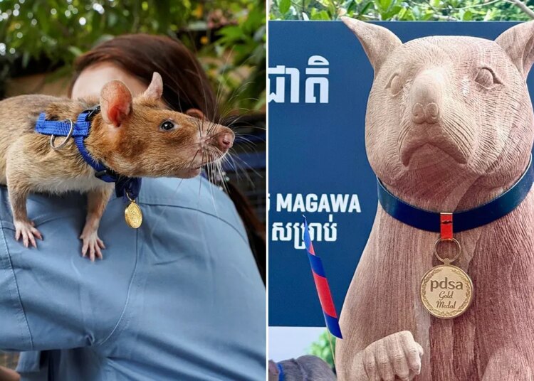 Magawa, a well-known landmine-sniffing rat honored with statue in Cambodia