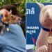 Magawa, a well-known landmine-sniffing rat honored with statue in Cambodia
