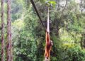 Sumatra orangutan proven crossing cover bridge for first time