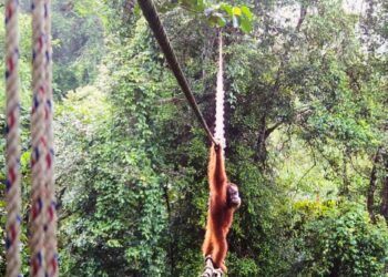 Sumatra orangutan proven crossing cover bridge for first time